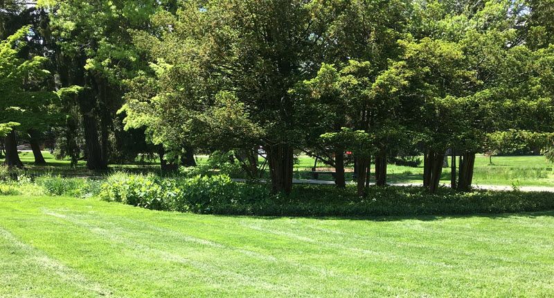 Sunny day in a park with lawn in front and grove of trees in background.
