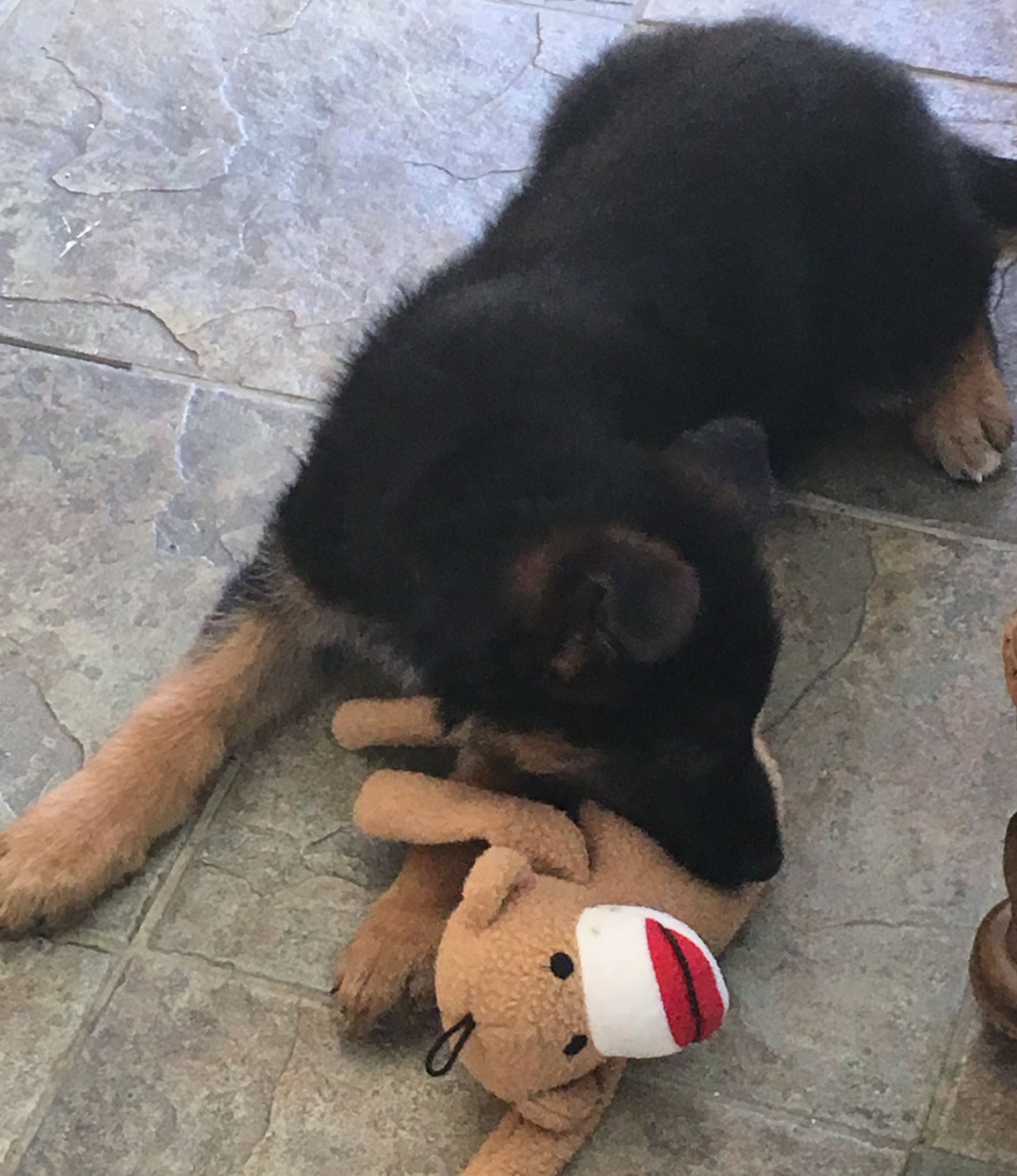 German shepherd puppy playing with a toy.