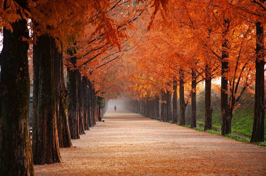 Long country road lined with gold and red leafed trees. In the far distance, you can see someone walking away.