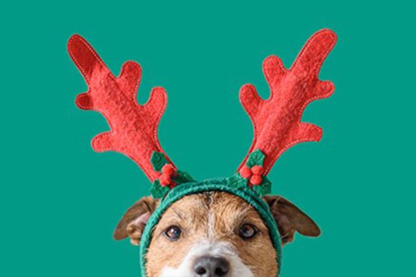 Brown and white dog with antler headband in front of green background.