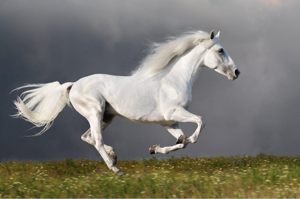 White horse running across a grassy hill with storm clouds in background.