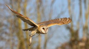 flying barn owl