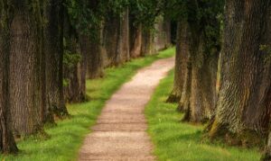 pathway in the woods